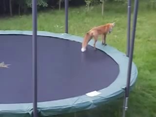 Tilkilerin Trambolin Kavgası