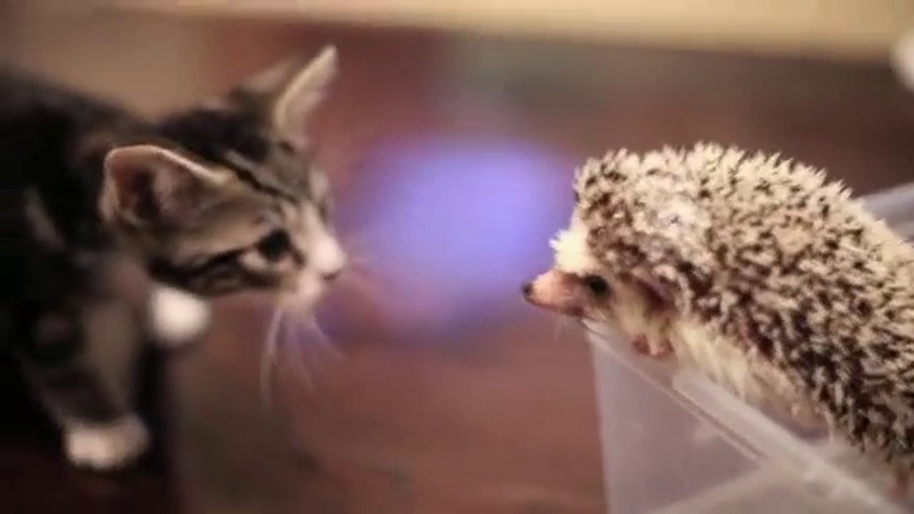 Kirpi ve Kedi