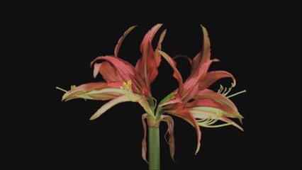 7rmMUSIC - Vaten Eha - Dayanwithrana's sonmg - Voice By Roshan Manjula