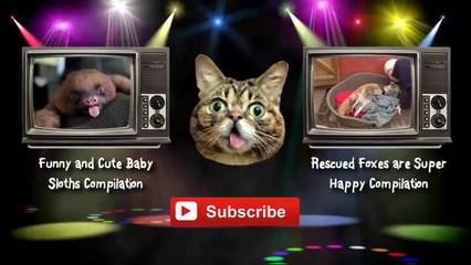 Funny and Cute Baby Foxes Compilation 2014 [NEW HD]