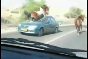 Real Life Narnia - Horse Trample Dying To Laugh LOL
