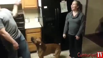 Hamile kadının karnına dokunmasına izin vermeyen köpek