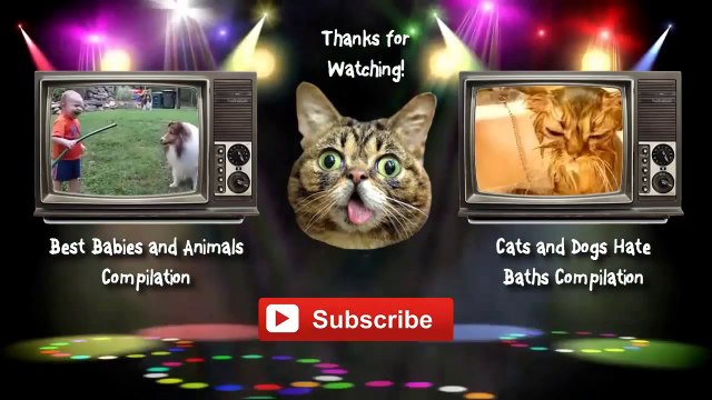 Funny Cats and Dogs Acting Like Humans Compilation 2014 [NEW HD]