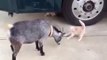 Goat vs Cute Kitty Must Watch This Very Funny Latest Video