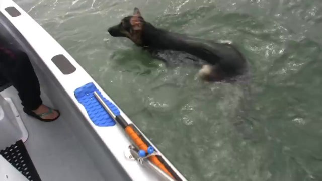 Overboard Maverick- Dog jumps on Dolphins (Really Funny-Must See)