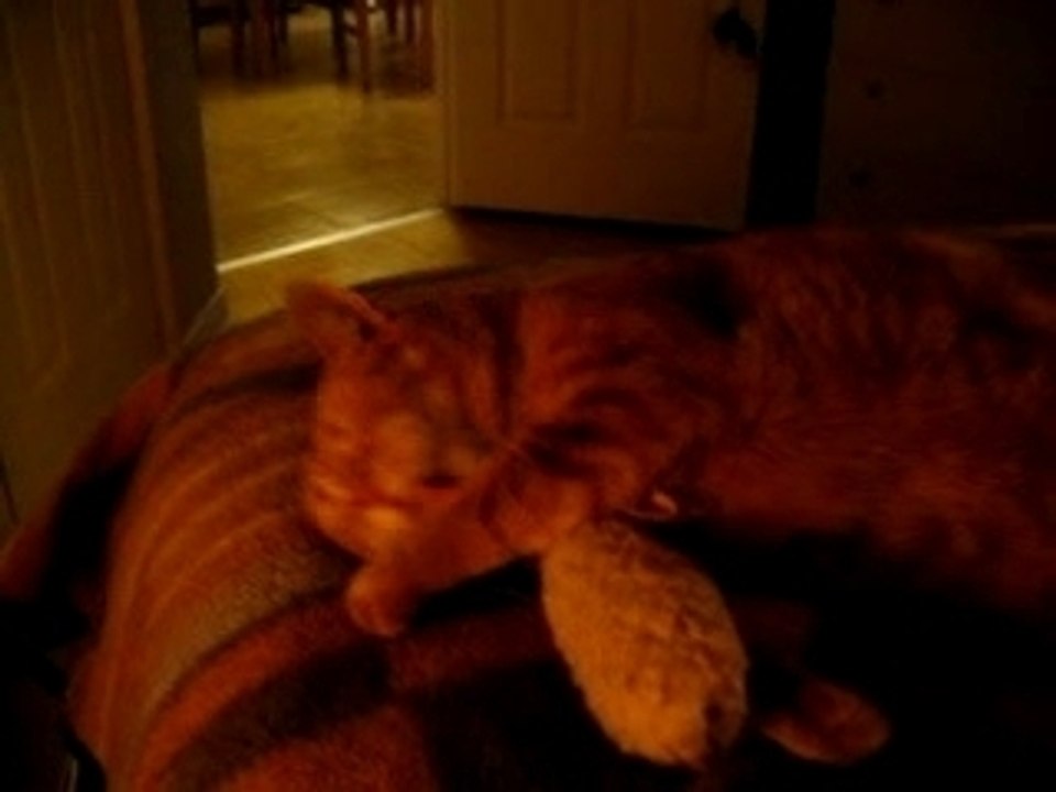 Chloée vous souhaite bonne nuit