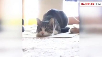 Böyle Dans Eden Kedi Görmediniz
