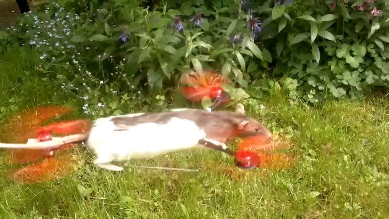 Le Ratcoptere : Rat mort empaillé en drone - Vidéo Dailymotion