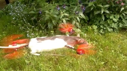 Le Ratcoptere : Rat mort empaillé en drone