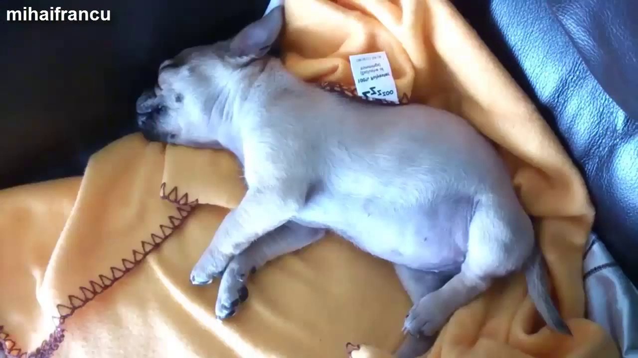 Cutest Puppies Dreaming Compilation 2014 [NEW].