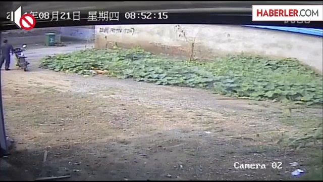 Vicdansız Adam, Köpeği Yere Vura Vura Katletti