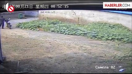 Vicdansız Adam, Köpeği Yere Vura Vura Katletti