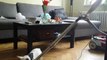 ROCKY the French Bulldog puppy & vacuum cleaner