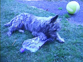 Jaudy préfère jouer avec la bouteille