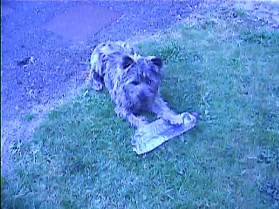 ils attendent les croquettes