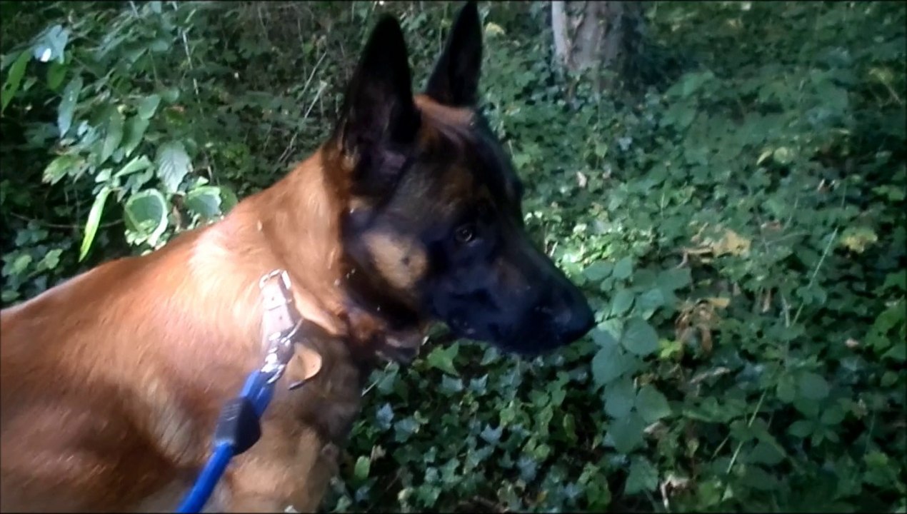 Haïko dans le bois 2