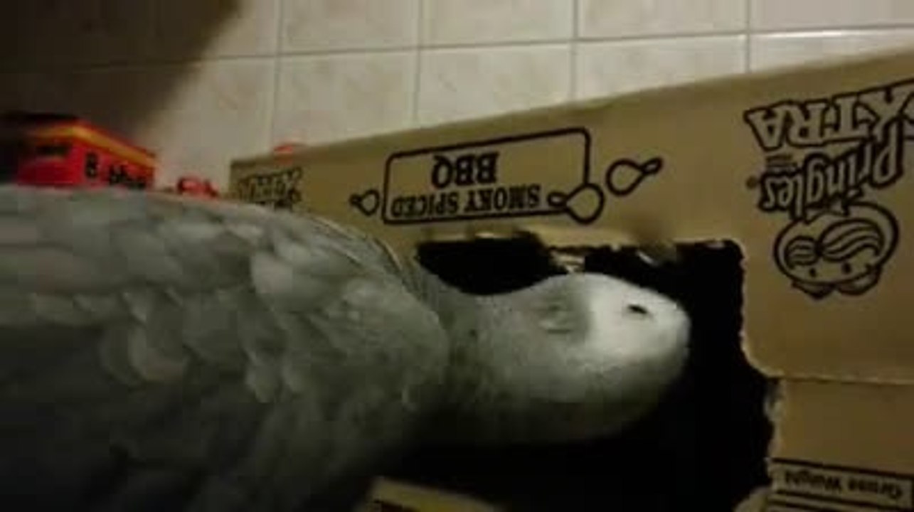 The golden rule of parrots What the other guy has is ALWAYS better