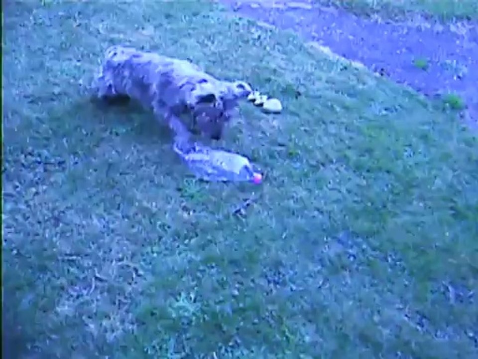 ça lui plaît les bouteilles!