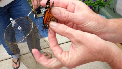 Tagging a Monarch