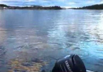 Beluga Whale Plays With Little Girl