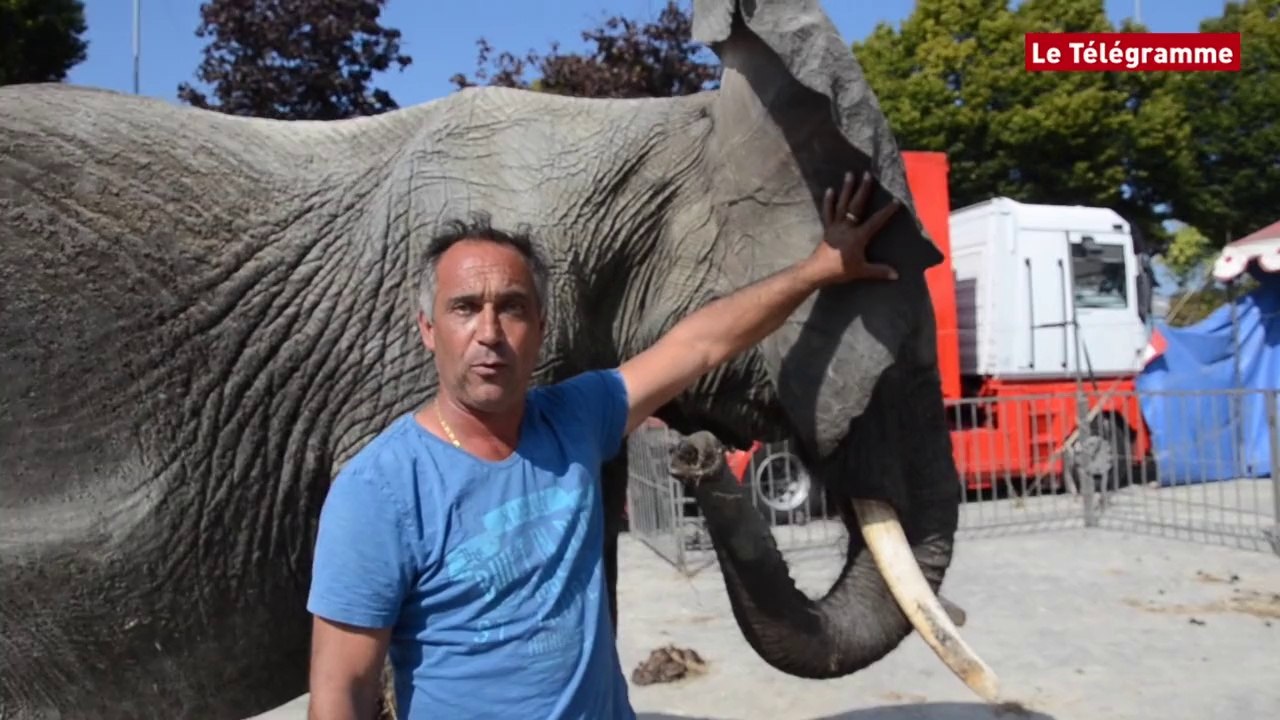 Guingamp. Dans les coulisses de la ménagerie du cirque Maximum