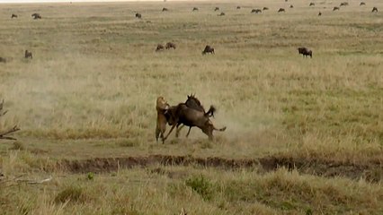 Vahşi Doğada Anne Olmak..