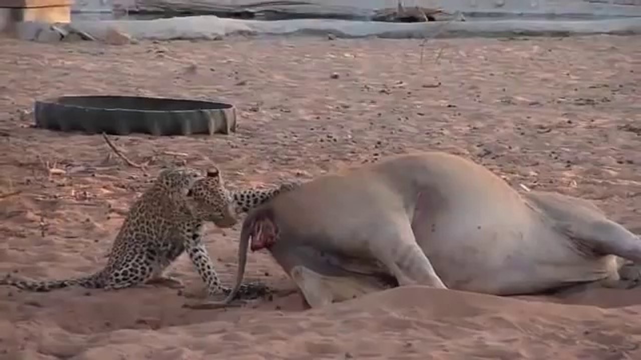 Bedavadan Gelen Av :) Genç Leopar