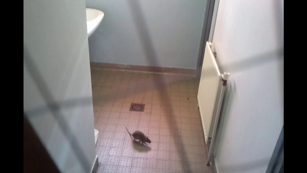 RATS A DRANCY