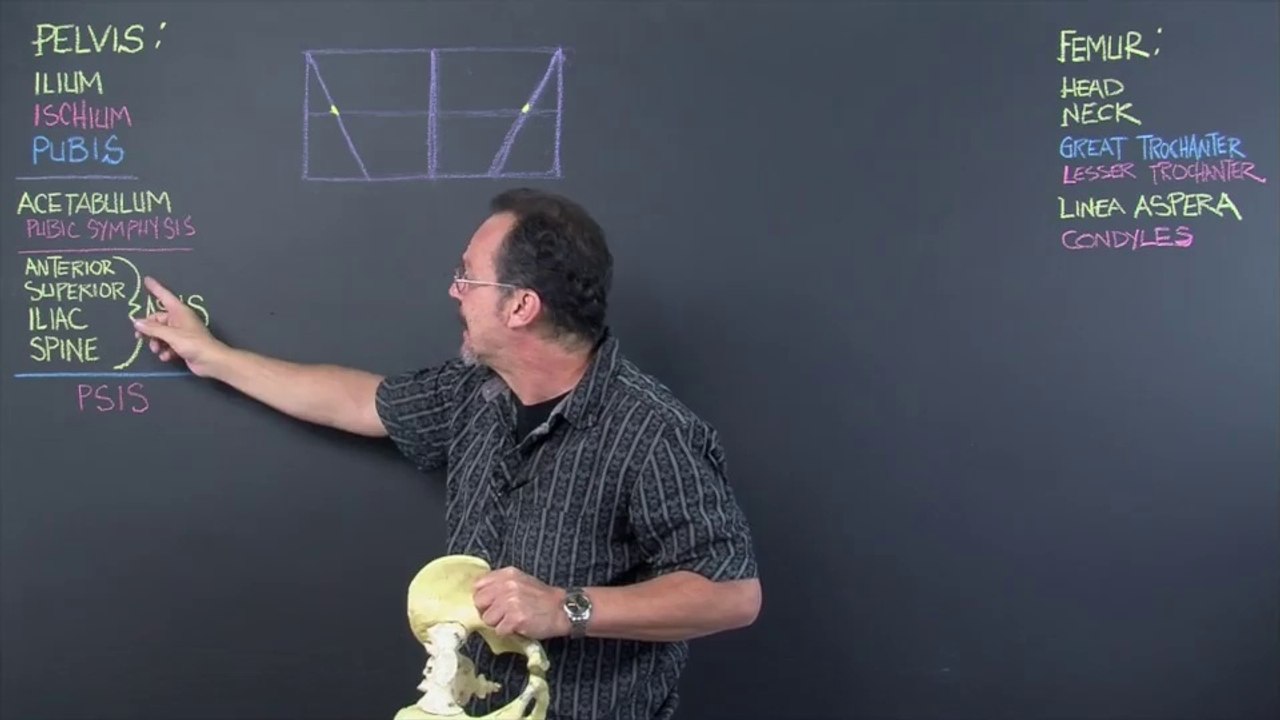 01. Skeleton-Pelvis.Part.1