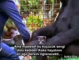 Koko, İşaret Dili ile Konuşan Goril