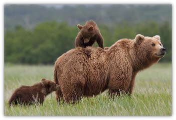 Grizzly - Bande-Annonce / Trailer [VOST|HD1080p]