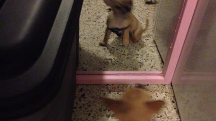 Jimo découvre le mirroir