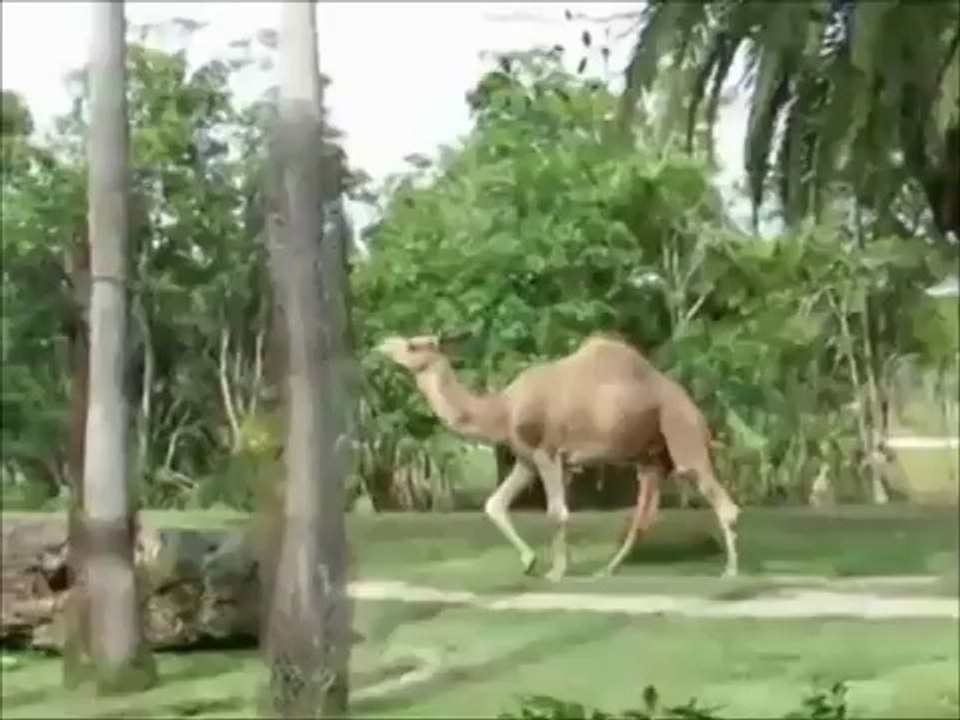 animal fun