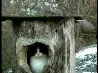 le Chat et les oiseaux