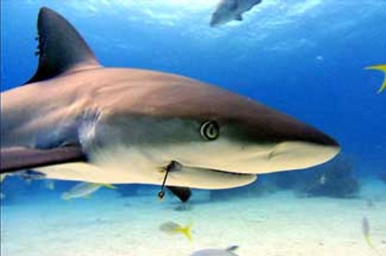 Les seigneurs de la mer VOST- Ext 2