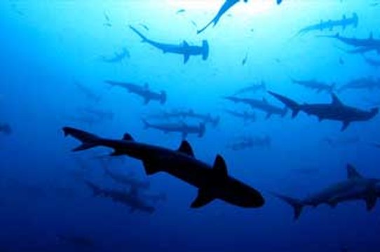 Les seigneurs de la mer VOST- Ext 5