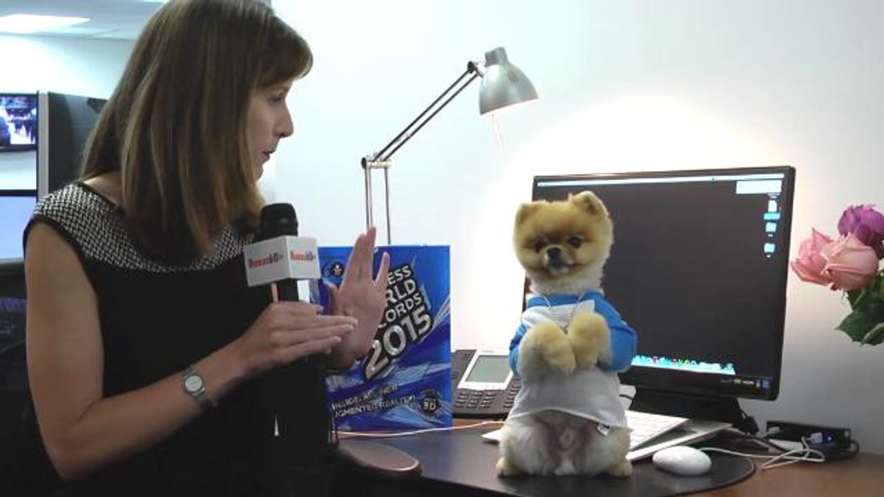 Adorable Dog Shows Off World-Record-Setting Two-Legged Walk, Charms Buzz60 Office