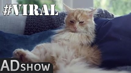 Half cat half dog: Epic transformation