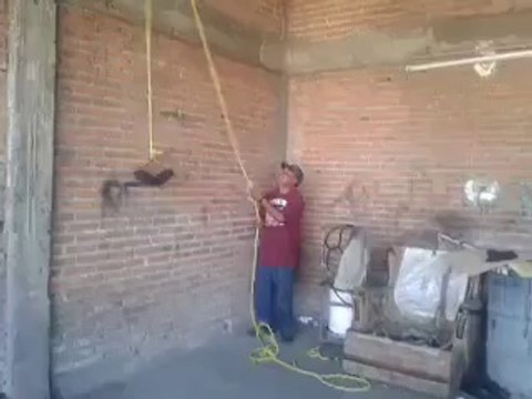 Düz Duvara Tırmanan Pitbul