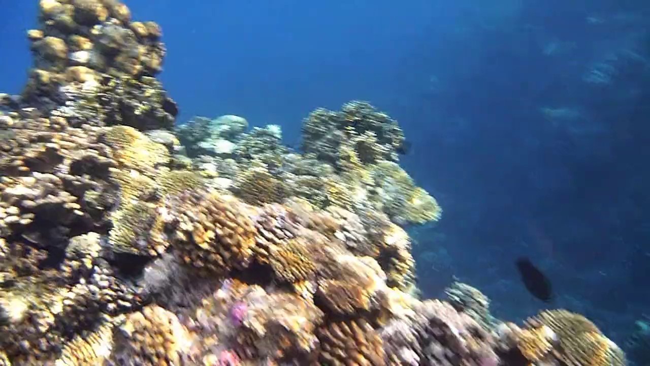 Marsa Alam 2012 Underwater