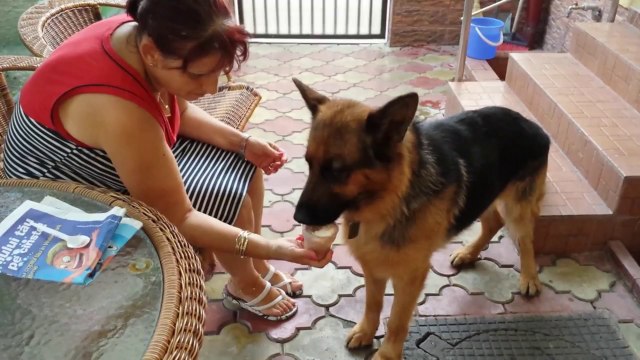 German Shepherd Loves Ice Cream.