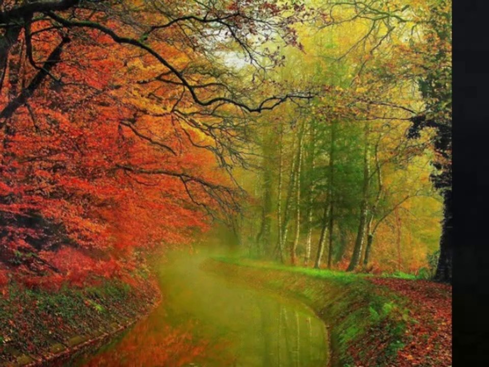FOG AND NATURE