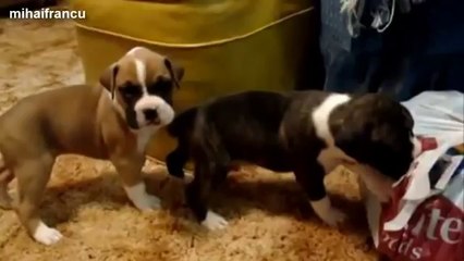 Cutest Puppies Howling Compilation 2014 [NEW].