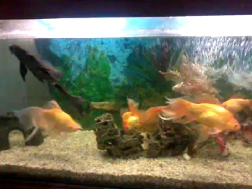 video-2012-12-14-19-36-34