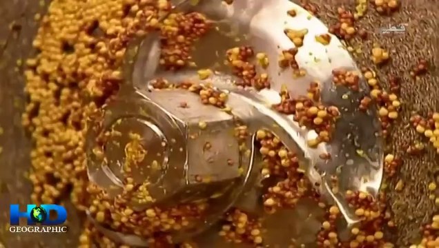 وثائقي كيف تصنع الخردل HD