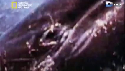 ‫وثائقي أنا وحش - حيتان الأوركا ‬‎