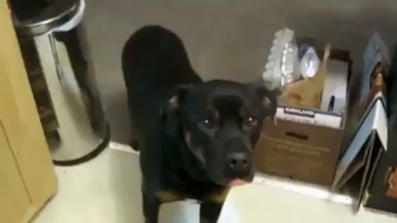 Dogs That Are Stoned From The Vet Are Awesome