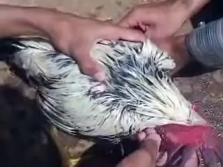 murge ki dhulai very funny.............