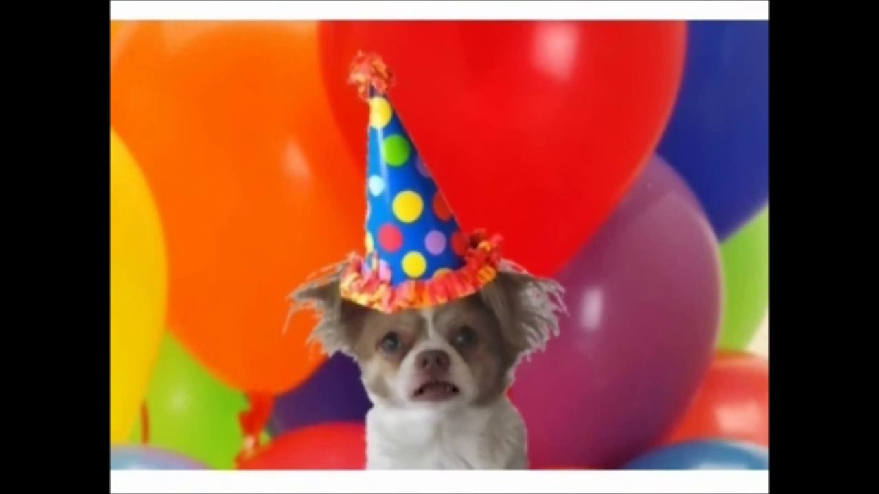 Funny Dogs Compilation - Happy Birthday!!!