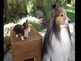 Most Funny Best of Funny cats, cute cats, Top 10 funny dogs, funny animals funniest videos15